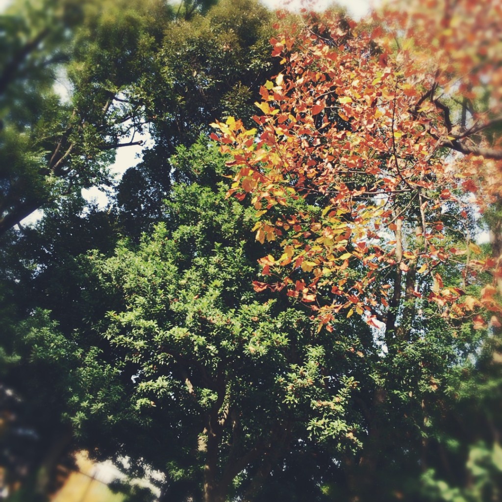 Processed with Rookie Cam