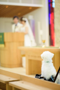 チャペル撮影「ペットとフォトウエディング」東京　写真だけの結婚式