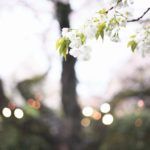 結婚式,出張撮影,持ち込み,桜の季節,春婚