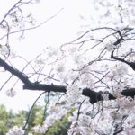 結婚式,出張撮影,持ち込み,桜